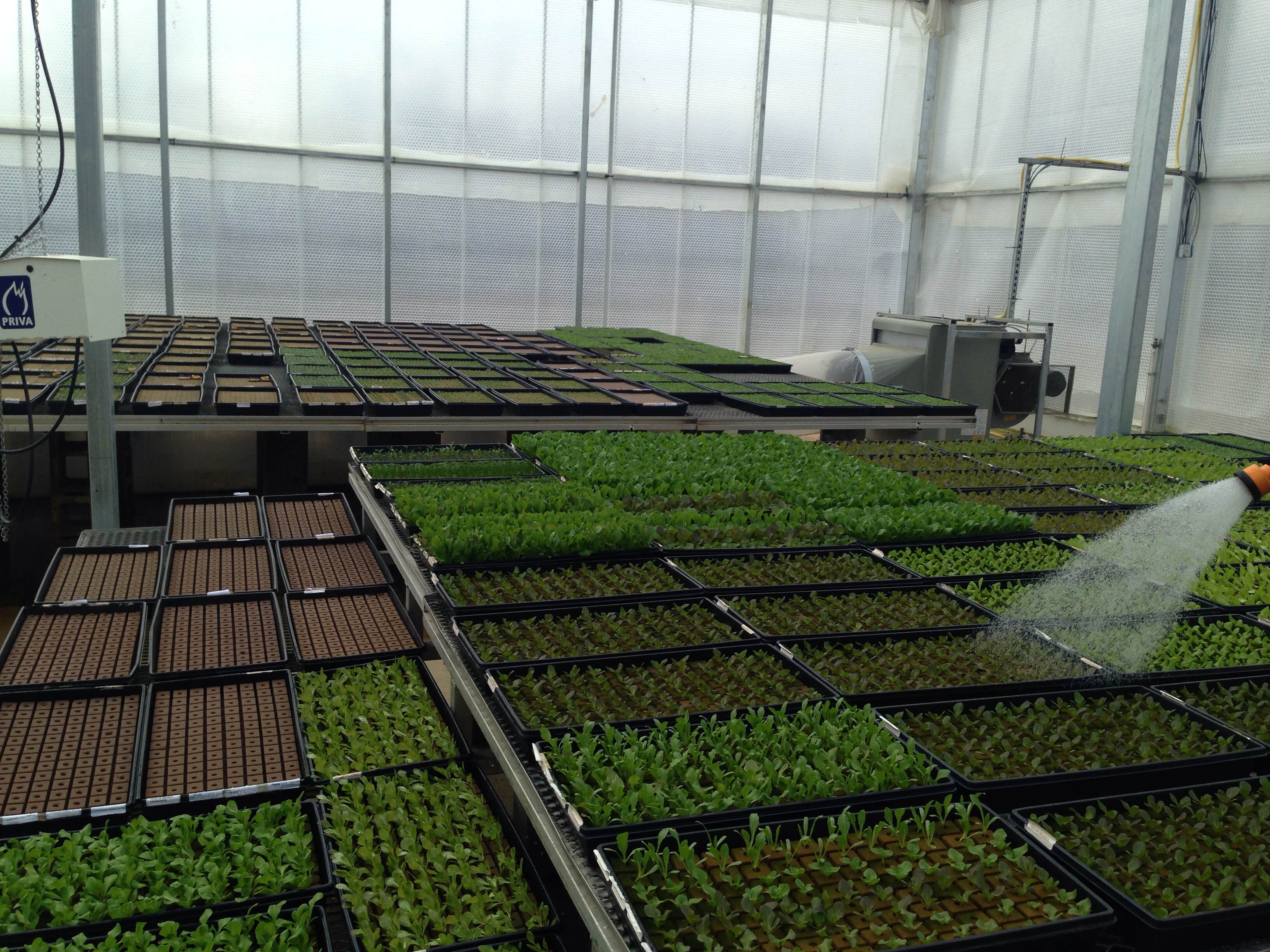 Seedlings Are Watered by Hand